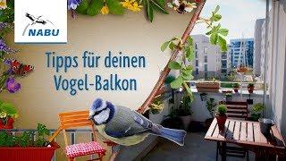 7 Tipps für Deinen Vogel-Balkon