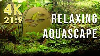 Beautiful relaxing natural aquascape in 4K (21:9) with nature sounds  fish tank aquarium