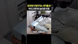 침대에서 떨어지는 새끼를 본 어미고양이의 놀라운 반응