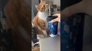 小猫咪也想要下午茶