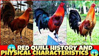 Red quill history and physical characteristics.