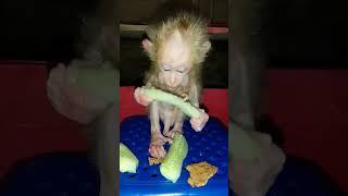 bita monkey eats cucumber