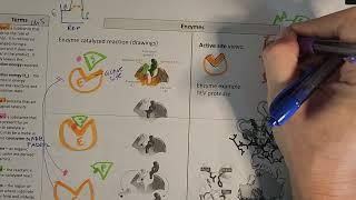 Enzymes - introduction