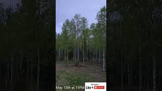 11pm May 15th.  A look outside in Alaska.  June 21st is the longest day of the year.  It's close!
