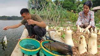 Harvesting white radish, Longline fishing, Trai Farm