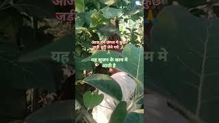 vmk ayurvedic blog ki kuch jadi buti lene gya #shortvideo ayurvedic is the great