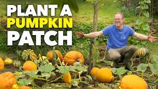 The Lazy Gardener's Guide To No-Dig Pumpkins!