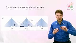 Регуляция работы генов. Регуляция транскрипции у эукариот. Часть 2