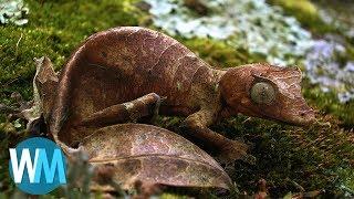 Top 10 Animals With Amazing Camouflage