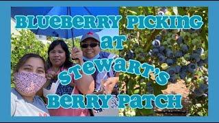 BLUEBERRY PICKING @ STEWARTS BERRY PATCH | Maan Conde TV