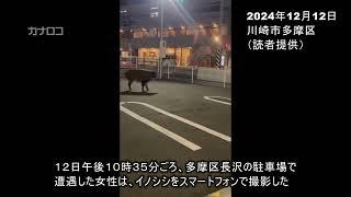 「すごく大きくてビックリ」…川崎市北部でイノシシの目撃情報が相次ぐ／神奈川新聞（カナロコ）