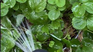 Hand Watering the Garden is the Perfect Time to Inspect Your Plants