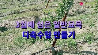 3월에 심은 일반묘목 다축수형 만들기