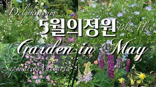 5월의 정원 Part. 3 - 델피늄/사포나리아/블루플랙스 - Garden in May Part. 3