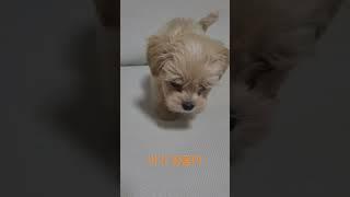 #말티푸 #땅콩 #강아지 #윤땅콩
