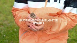 Gråspurvens hemmeligheter | Episode 1