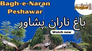 Bagh-e-Naran Peshawar | Bagh-e-Naran Hayatabad Peshawar | باغ ناران حیات آباد پشاور