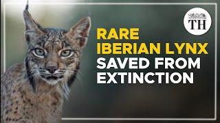 How the rare Iberian lynx was saved from extinction