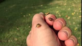 Synchronized Ladybug Flying