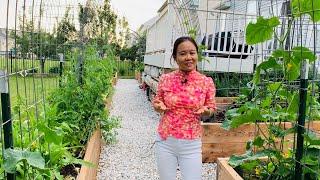 参观六月菜园10个菜床品种齐全 Garden tour of 10 garden beds of vegetables