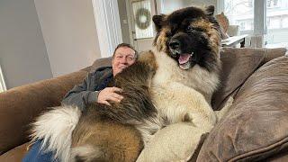 No Need a Lapdog When You Have a Big Dog 