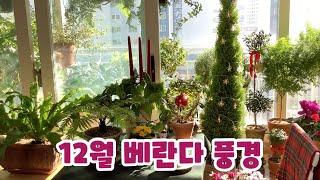 12월 크리스마스 베란다 풍경이에요~~/Indoor garden of December.