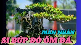 MÃN NHÃN VỚI NHỮNG CÂY CẢNH BONSAI SI BÚP ĐỎ BÁM ĐÁ #bonsai