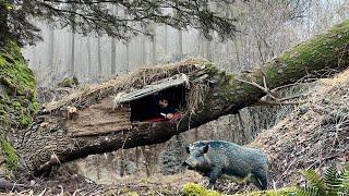 Building a secret shelter in a fallen tree for survival