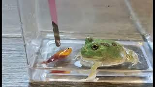 Chaco Horned Frog Feeding with Guppy