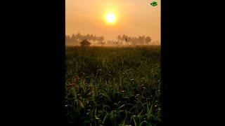 Early Morning Sunrise|Sunrise View on My Mom Home|Pattas Song|Kalai Nera Ragamae Song#Shorts