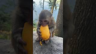 Daily monkey part 1 #short #shorts #animal #animals #monkey #funnymonkey #funnyanimals