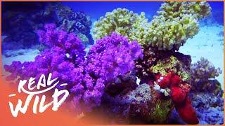 Red Sea Reefs: The World Beneath The Waves (Wildlife Documentary) | Real Wild