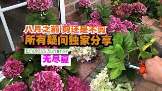 新老枝都能开的绣球花后如何修剪/无尽夏Endless Summer/八月之前必须修剪绣球花吗/妥妥的干货/有些花败有些开花到底该不该修剪/北方种植/30.07.2023