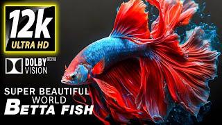 Betta Fish: The Most Beautiful Fish in the World 12K HDR | Best of Dolby Vision With Relaxing Music