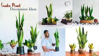 4 Unique Snake plant Arrangement & Decoration in Water Ideas using Gravel Stones&Rocks//GREEN PLANTS