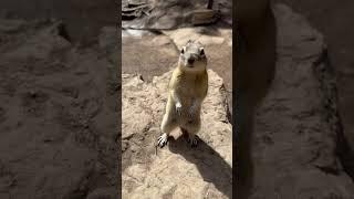 Chipmunk Standoff: My Wild Close-Up #johnstoncanyon #canada #canadalife #travelvlog #chipmunk