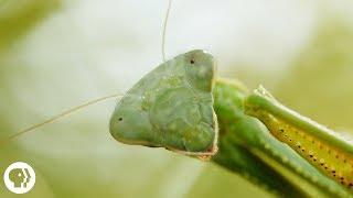 Praying Mantis Love is Waaay Weirder Than You Think | Deep Look