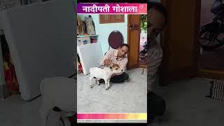 Cute micro mini cow#shorts #viral #yt #miniature #reels #tiktok  #cute #cow #trend #srikrishna