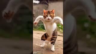 cat Dan's #shorts #youtubevideoshorts #funny video