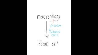 foam cells??? #pathology , #medicos