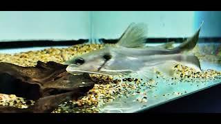 Widehead Catfish 