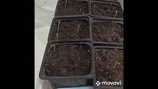 Посев баклажан "Эпик" и "Король севера"