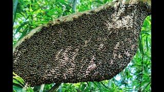 Harvesting Forest Honey from Giant Honey Bees (Wild Bees) on tall trees from Deep Forest in India