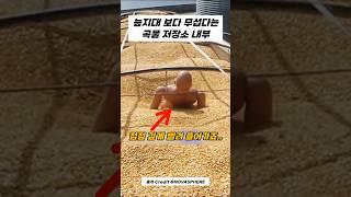 에? 곡물 저장소에 빠지면 X되는 이유