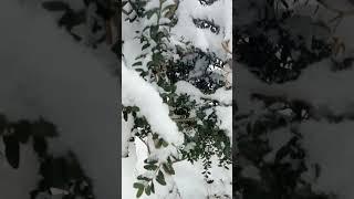 #snow....#viral shorts #viral short #viral videos #ytvideos ️️️️️