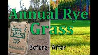 Guaranteed GREEN Lawn | Overseeding Annual Rye Grass