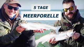 5 Tage Meerforelle Angeln - Wir fangen den Fisch der 1.000 Würfe