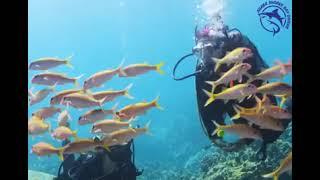 PADI Dive Courses With Aqaba Sharks Bay Divers