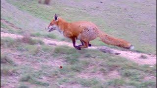 2024 Ultimate Driven Fox Hunting Compilation Victoria Australia