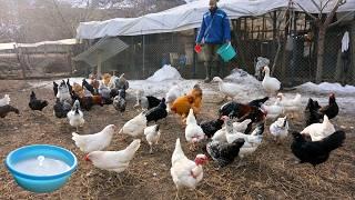 What Should a Chicken Coop Look Like? - I Collected Lots of Eggs - Poultry Farm and Business